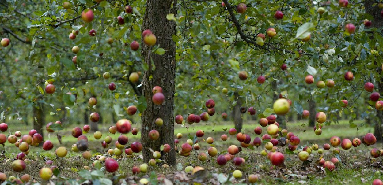 An image of apples falling from a tree.