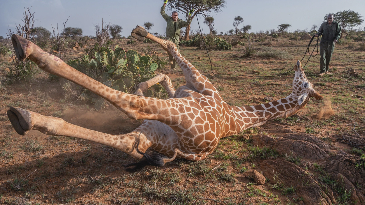Image of giraffe being tranquilized, with link that opens to giraffe conservation page accepting donations.